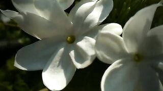 Amazing flower
