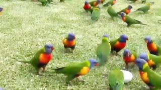 Parrots beauty