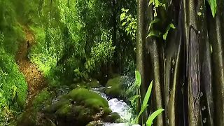 Forest wiew
