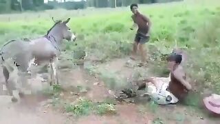 Funny Donkey