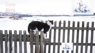 Try not to laugh- funny pets and cute!
