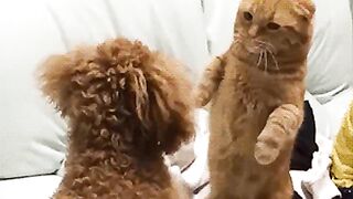 Cat vs dog funny video