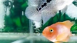 White with orange