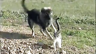 Cat vs dog fanny video