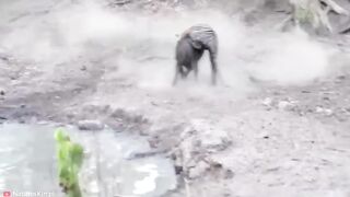 15 MOST BRUTAL Fighting Moments Between Savage Predators Pet Spot