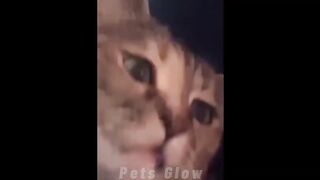 Best Funny Animal Videos Of The 2023 ???? - Funniest Cats And Dogs Videos ????????