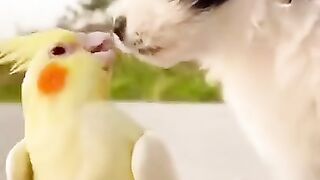 345_Cute and Funny Dogs Videos Compilation 2021_#shorts