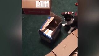 Funny Dogs And Cats Videos 2023 ???????? - Best Animal Videos Of The Month ????