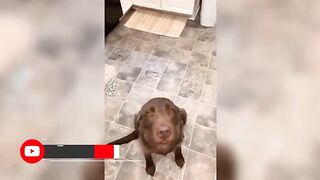 Meu Pet Zuado