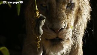 The Lion King Comedy cartoon latest 2023