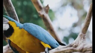 Beautiful Parrot