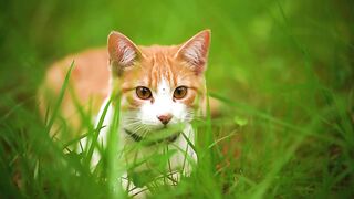 Cat fanny video