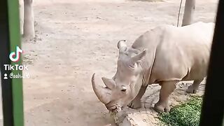 Rhino like to live alone in his Herd's