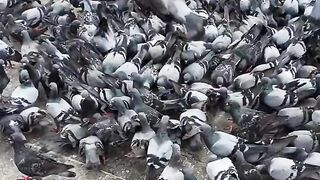pigeons