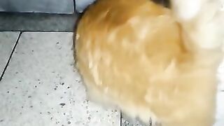 Video of a beautiful cat