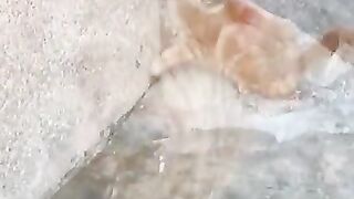 Video of a beautiful cat
