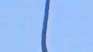Giant Spider Trapped King Snake