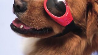 Funny Dog