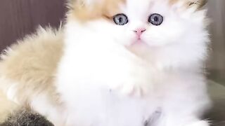Cute Cat 63