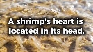 Did You Know? A Shrimp’s Heart is in Its Head! 🦐🤯