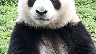 Panda 20