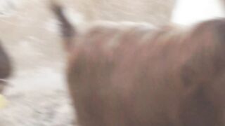 Crazy Goat Jump