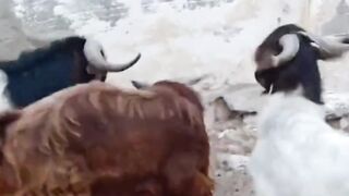 Goat Mischief Day