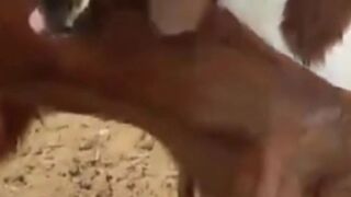 Funny Goat Moments