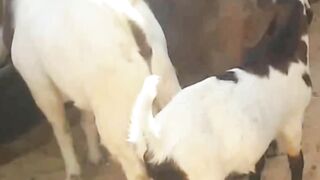 Crazy Animal Antics