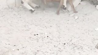 Goat Climbing Fail