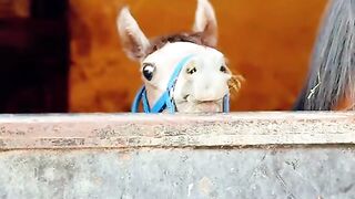 Baby Animals Being Hilariously Cute 😂🐴 Try Not to Laugh!