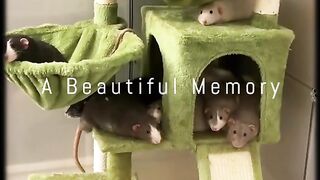 Ketika Tikus Peliharaan Menguasai Cat Condo! 🐀🏰 Cute & Funny Pet Rats