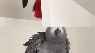 buy Congo Africa grey parrots new jersey