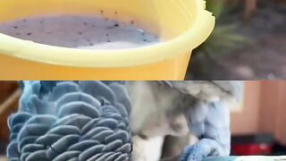African grey parrot for sale new jersey