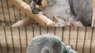 Only a few African Grey parrots left for sale in the USA