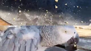 Want a bird that actually talks back?