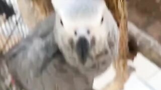 Premium African Grey parrots for sale in the USA.