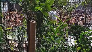 Thousands of Students Gather for Cimory Yogurt School Event - Amazing View From Our School Mini Garden!