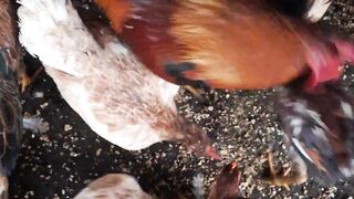 🐔 A Flock of Chickens Enjoying Their Daily Feed