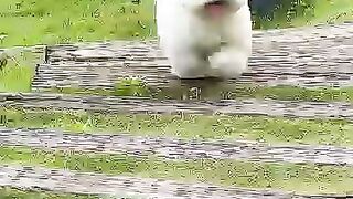 Cute 🐕dog 🐶🐕