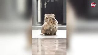 Mom Cat Proudly Shows Off Her Kittens to Humans 😻❤️ So Adorable!