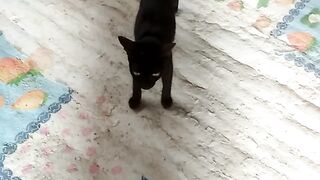 pagi pagi mau ikut kerja