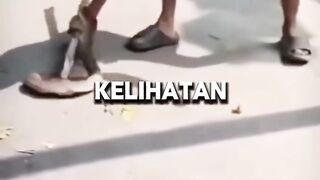 Sempat Pamer Foto Sebelum Tragedi: Detik-Detik Penangkap Ular Digigit Russel’s Viper 🐍⚠️ 2