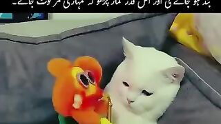 So beautiful video cute cat 😺😺 moment ❤️😻