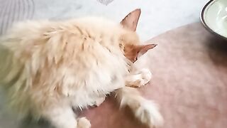Kucing baik