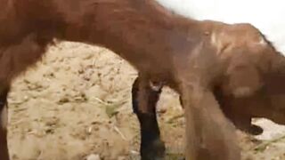 Silly Goat Run