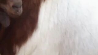 Crazy Goat Stunts