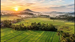 Golden Sunrise Over Lush Rice Fields