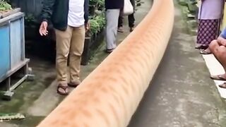longest cat