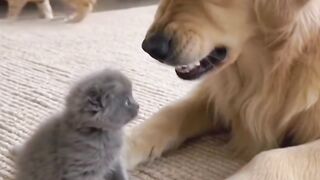 Cat vs Dog- The Ultimate Pet Showdown
